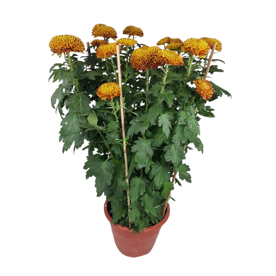 Chrysanthemum - Orange (3ft)