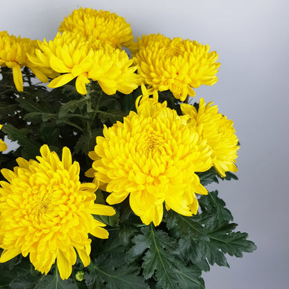 Chrysanthemum - Yellow (ft)