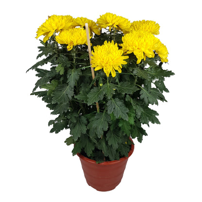 Chrysanthemum - Yellow (ft)