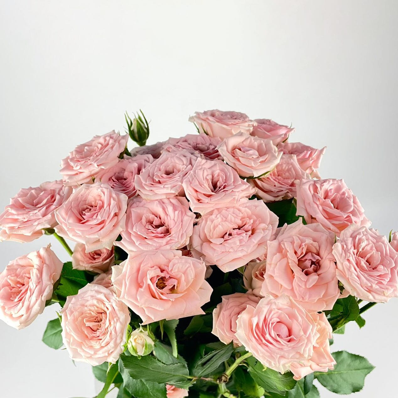 Spray Rose - Light Pink