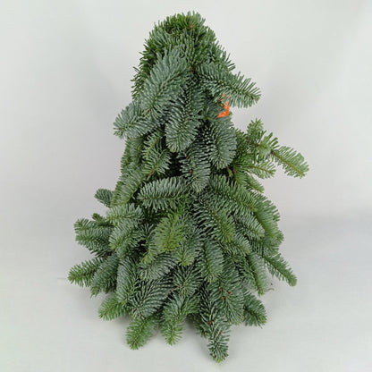 [Pre-Order] Mini Christmas Tree - Nobilis Fir (30cm)