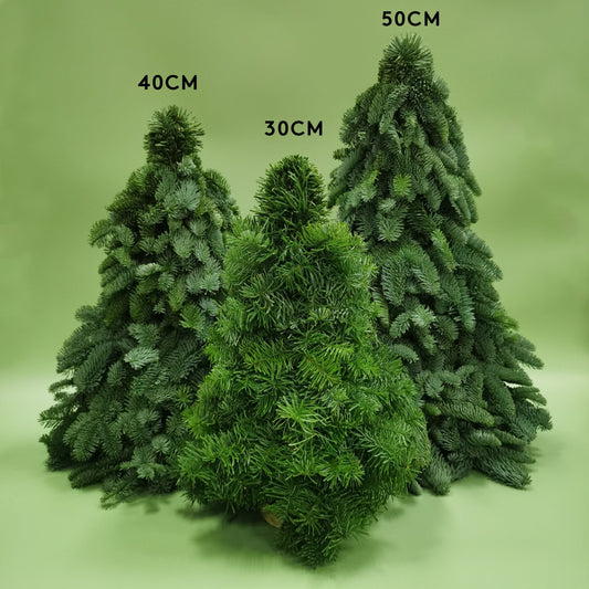 [Pre-Order] Mini Christmas Tree - Nobilis Fir (30cm)