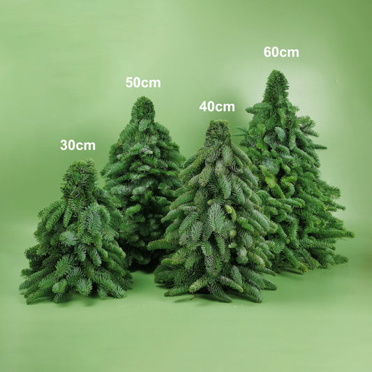 Mini Christmas Tree - Nobilis Fir (30cm)