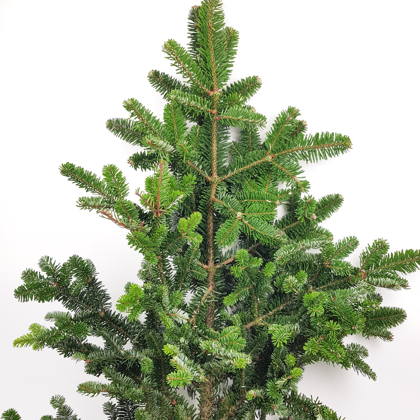 Christmas Tree Branches - Noble Fir