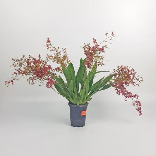 Oncidium / Dancing Lady Orchid Plant