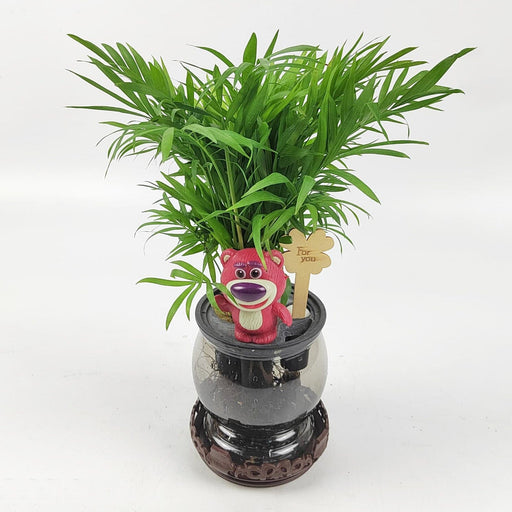 Parlo Palm/Chamaedorea Elegans P110 (Hydroponic Pot)