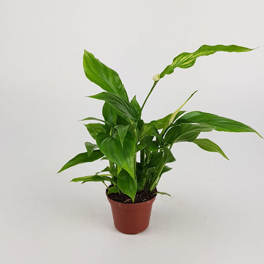 Spathiphylum Chopin / Peace Lily