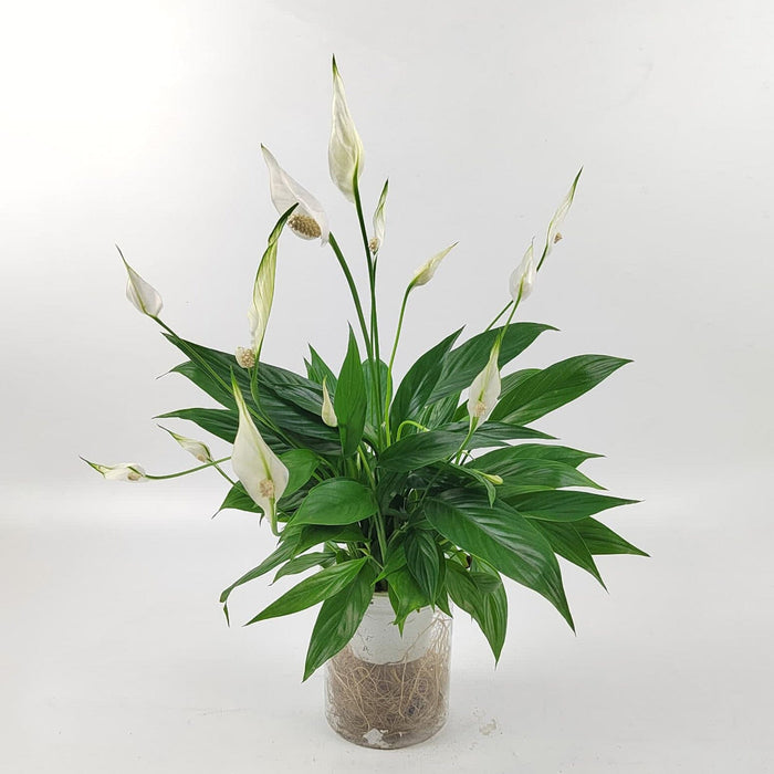 Spathiphyllum Kochii P110 (Hydroponic Pot)