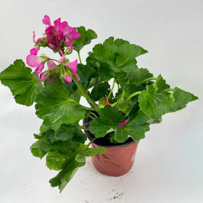 Pot Pelargonium