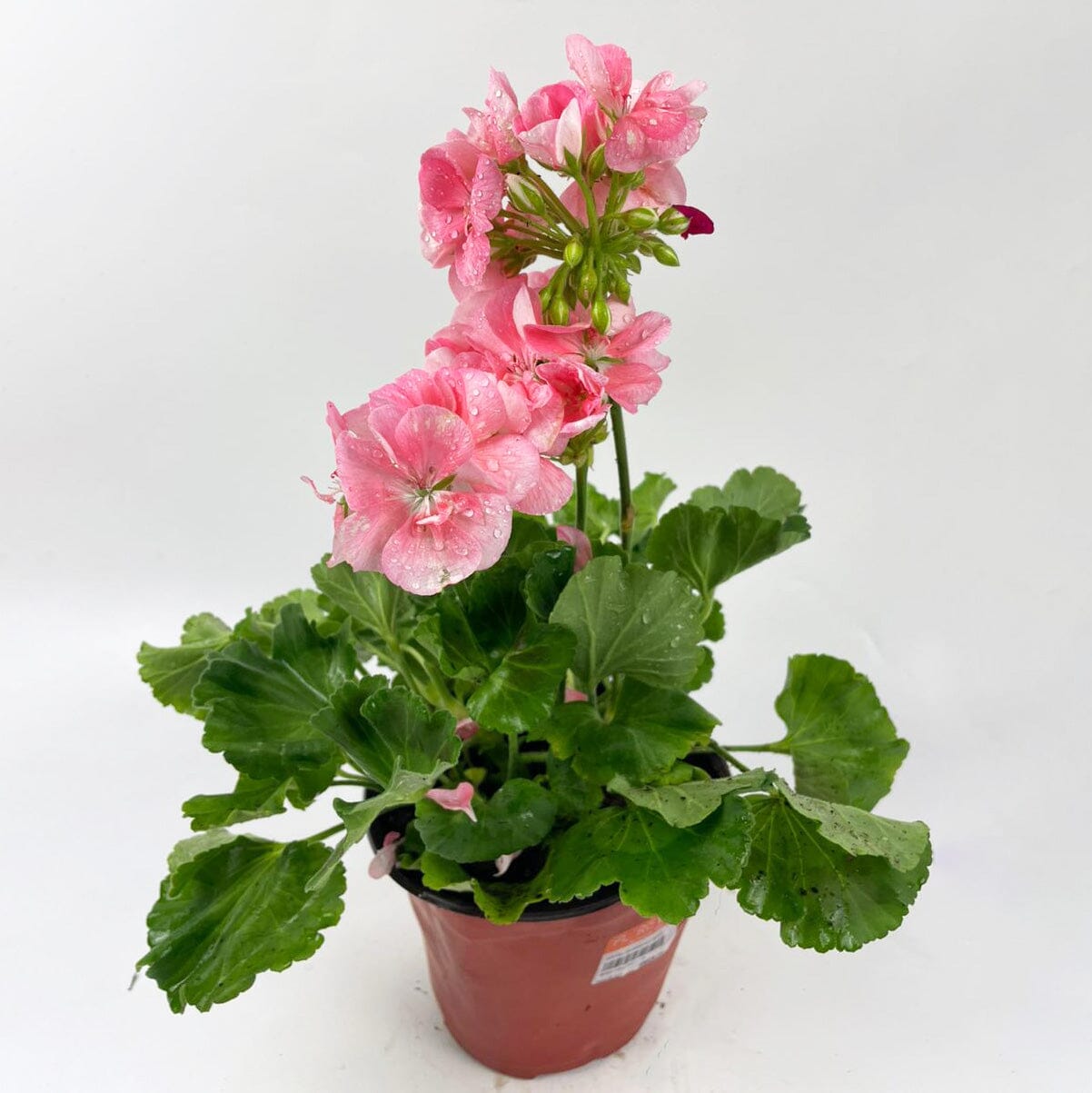 Pot Pelargonium