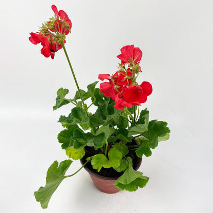 Pot Pelargonium