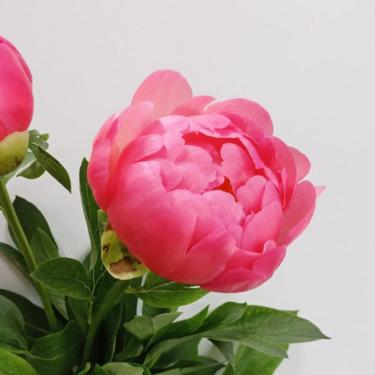 Peony A Coral - Salmon Pink 60cm (2 Stems)