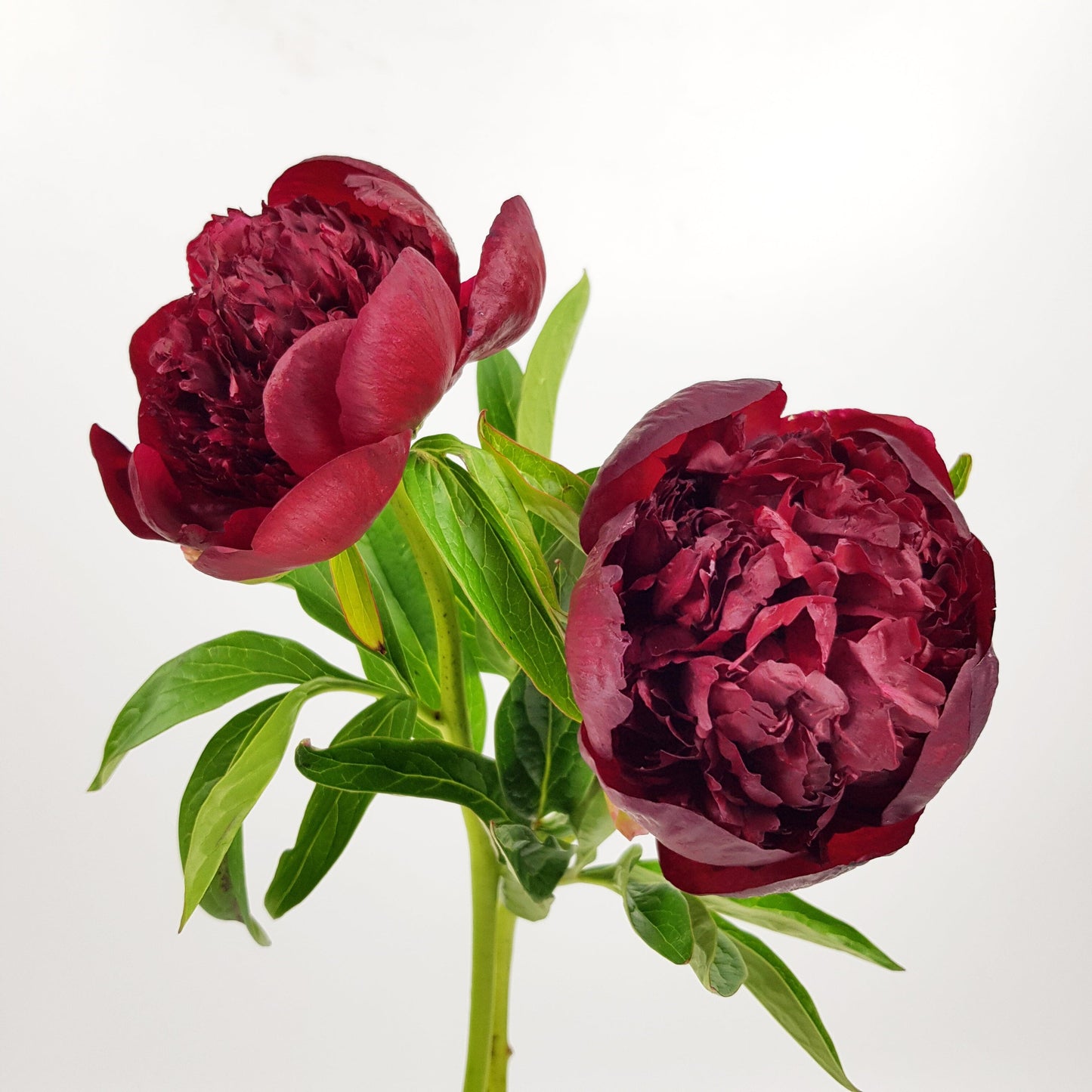 Peony Red Charm  - Red (2 Stems)