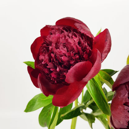 Peony Red Charm  - Red (2 Stems)