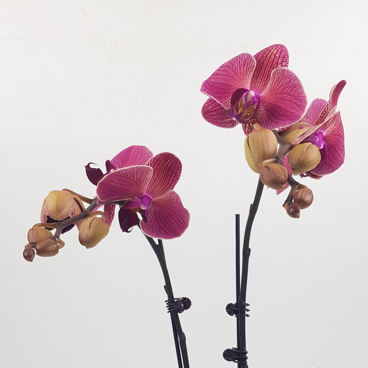 Phalaenopsis Mini Double Stem - Apricot Pink With Lines (Without Pot)