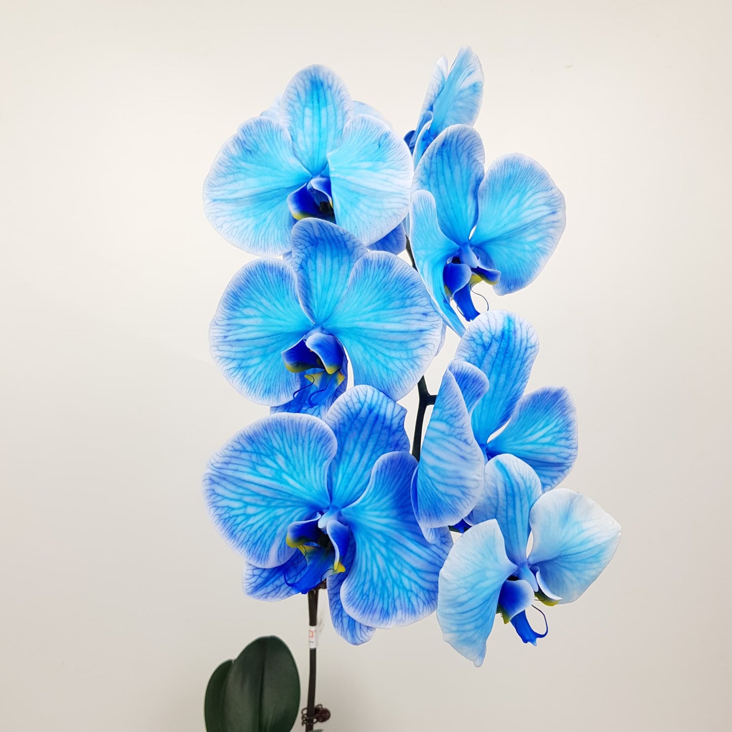 Phalaenopsis Dyed - Blue