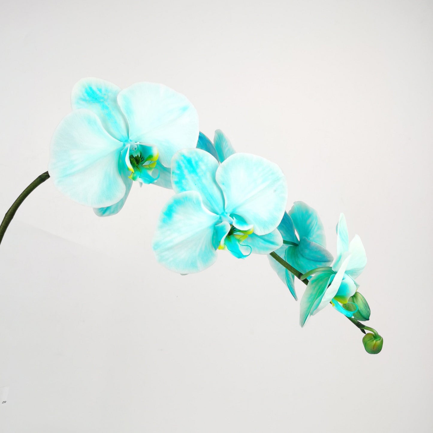 Phalaenopsis Dyed - 2 Tone White Blue