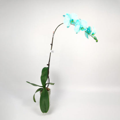 Phalaenopsis Dyed - 2 Tone White Blue