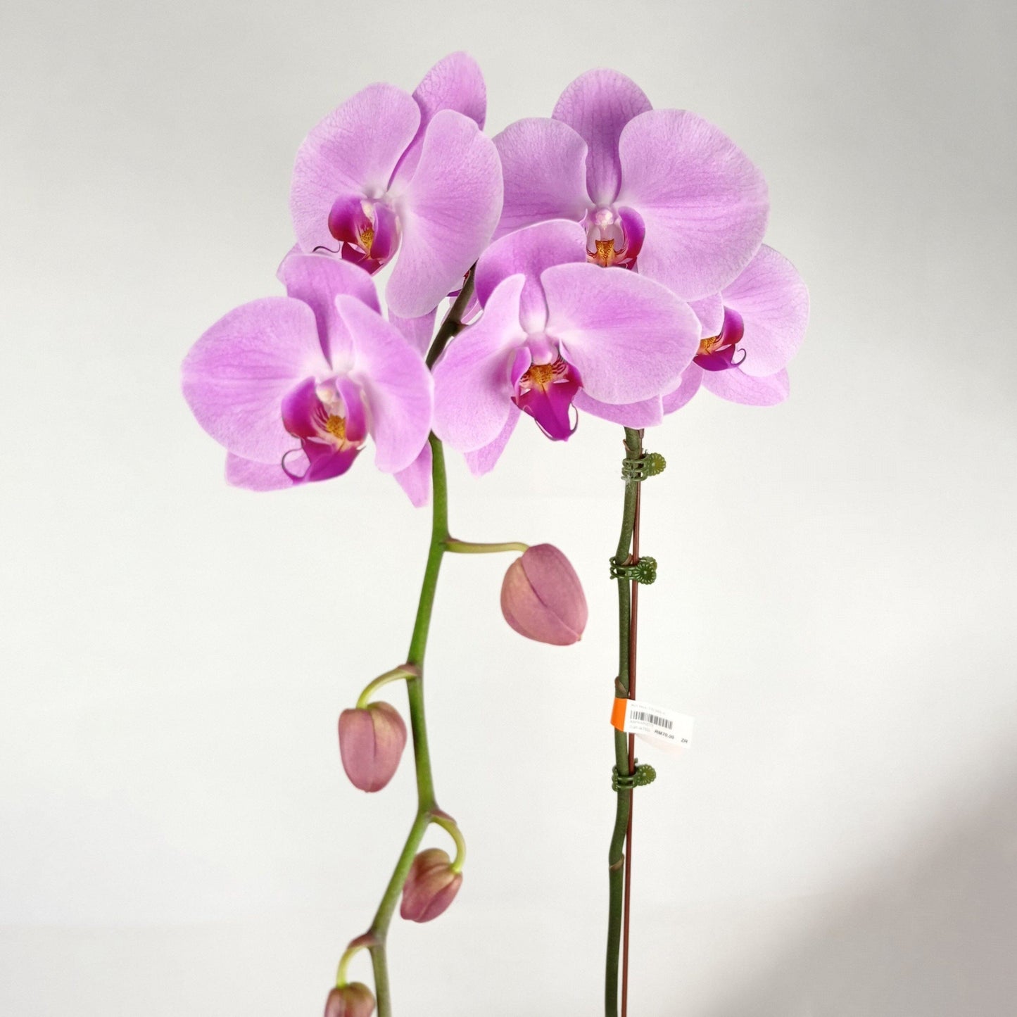 Phalaenopsis - Light Pink (Without Pot)