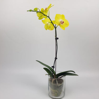 Phalaenopsis - Yellow (Without Pot)