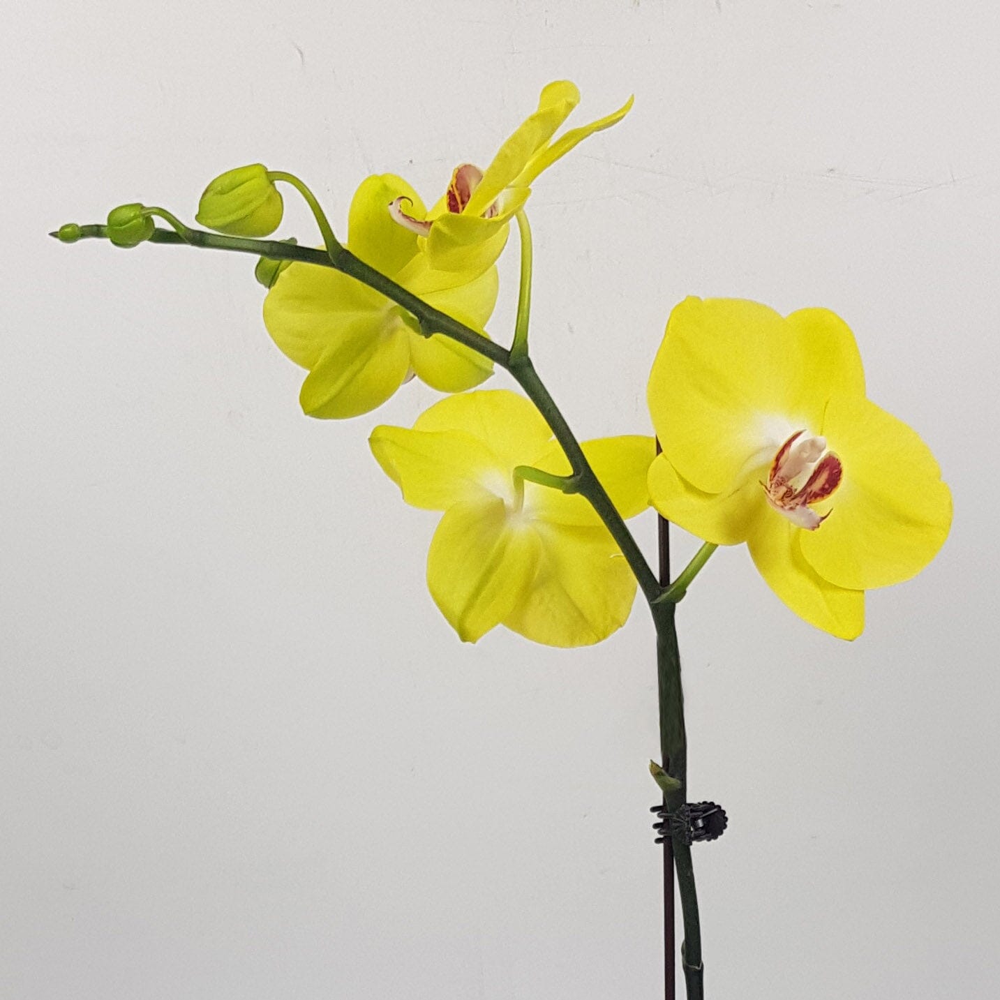 Phalaenopsis - Yellow (Without Pot)