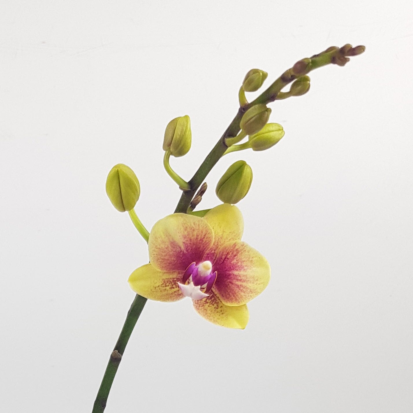 Phalaenopsis Mini Double Stem - 2 Tone Purple Yellow (Without Pot)