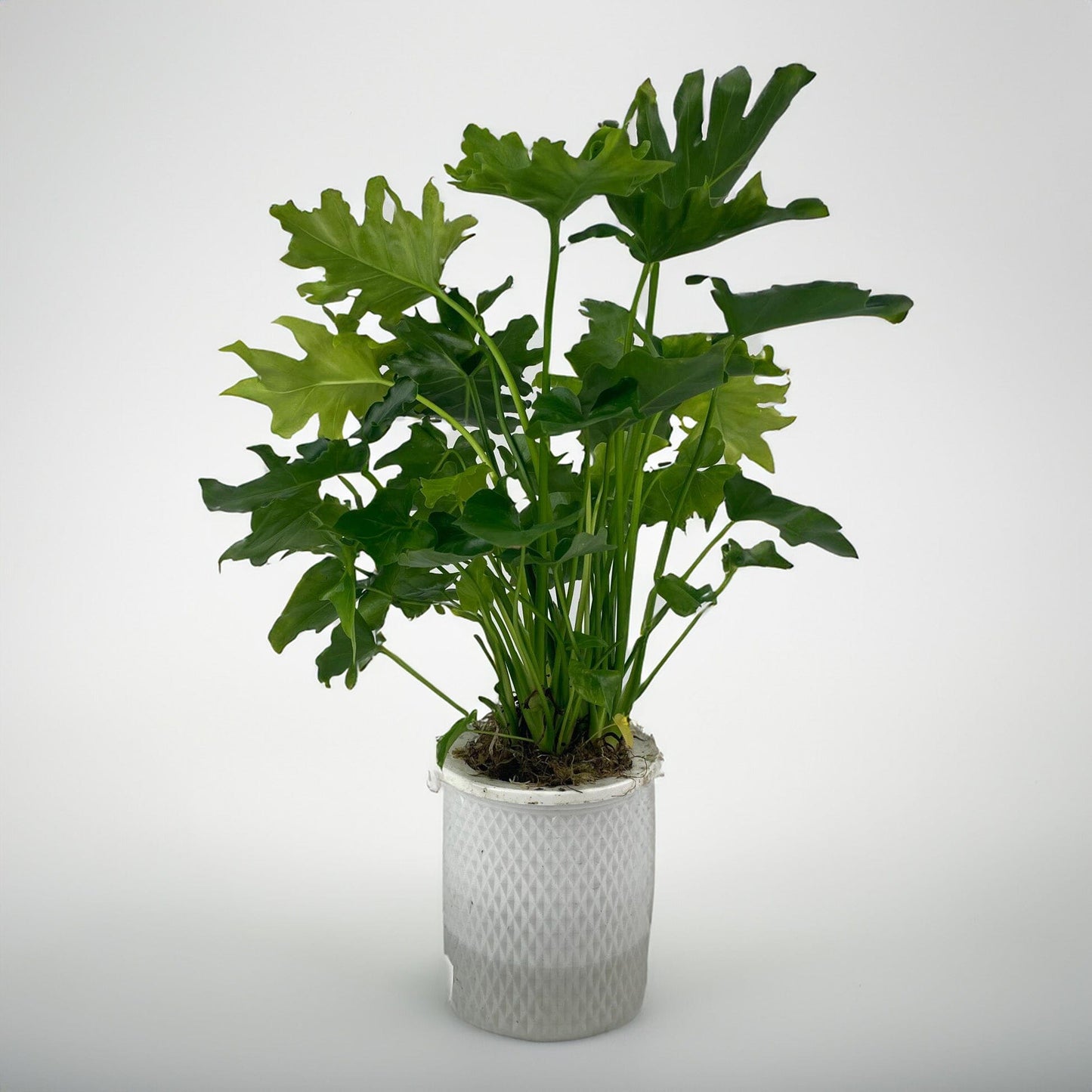 Philodendron Selloum P110 (Hydroponic Pot)