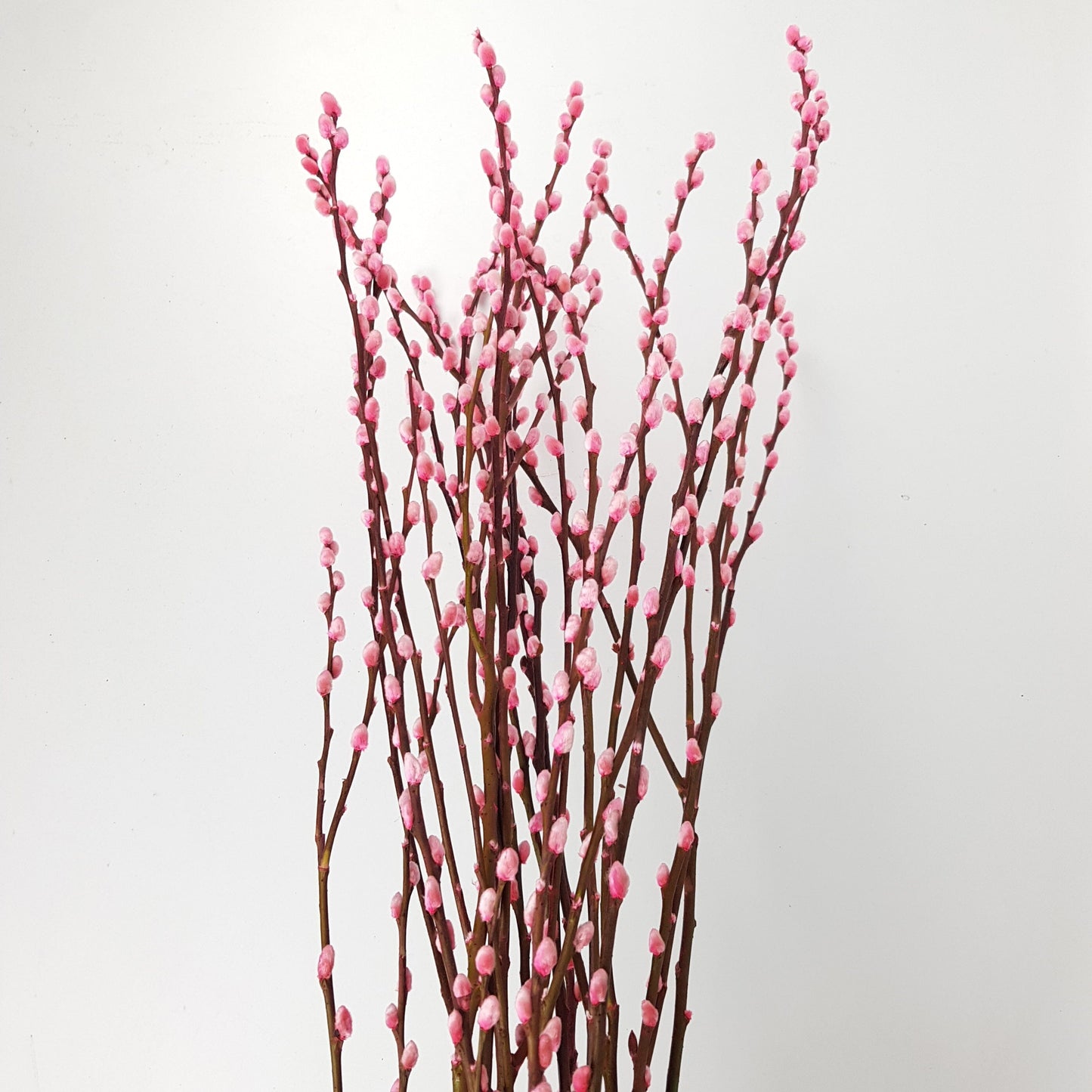 Pussy Willow Spray 5Ft - Pink (9-10 Stalks)