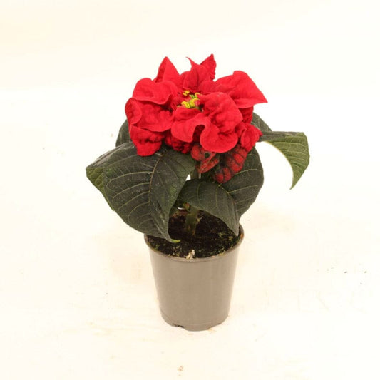 Poinsettia Mini - Winter Rose