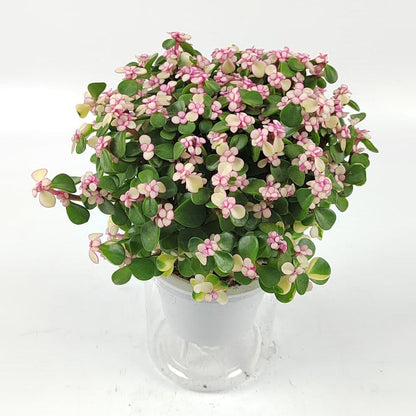 Portulacaria Afra Pink P120 (Hydroponic Pot)