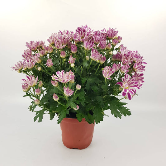 Pot Chrysanthemum - Light Purple