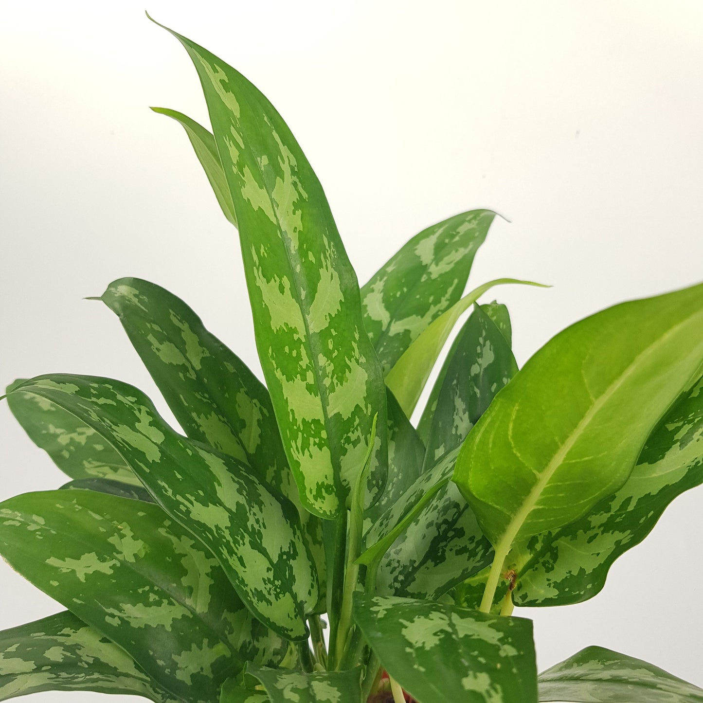 Aglaonema Maria P120