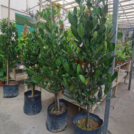 Garcinia Subel - 4ft (Polybag)