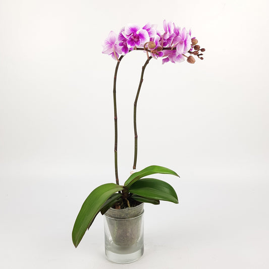 Phalaenopsis Mini Double Stem