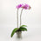 Phalaenopsis Mini Double Stem (Imported)