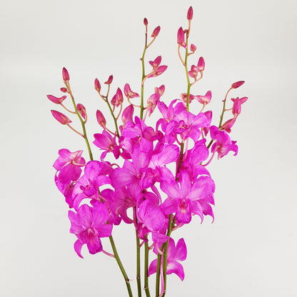 Orchid - Bright Pink (5 Stems)