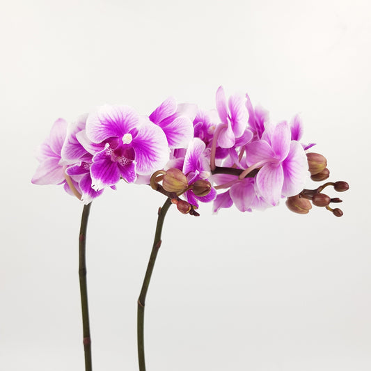 Phalaenopsis Mini Double Stem - 2 Tone Purple