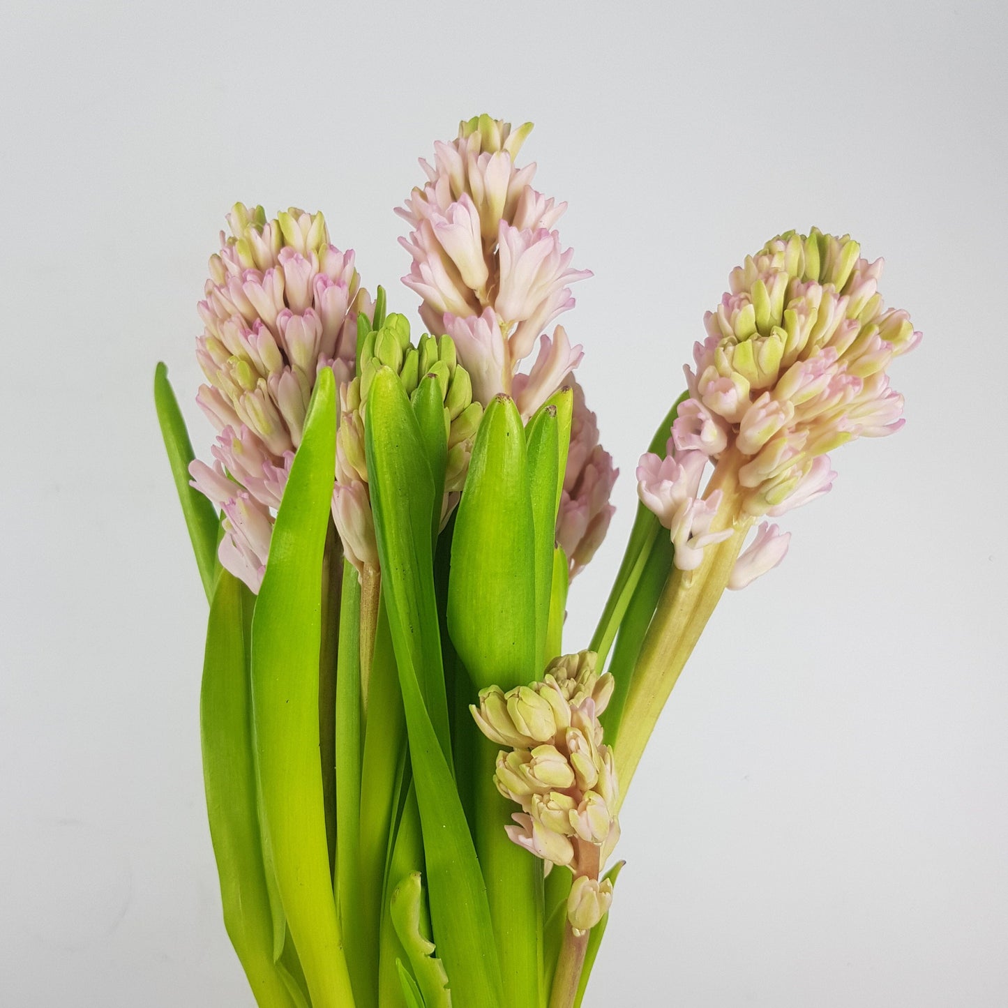 Hyacinthus - Light Pink