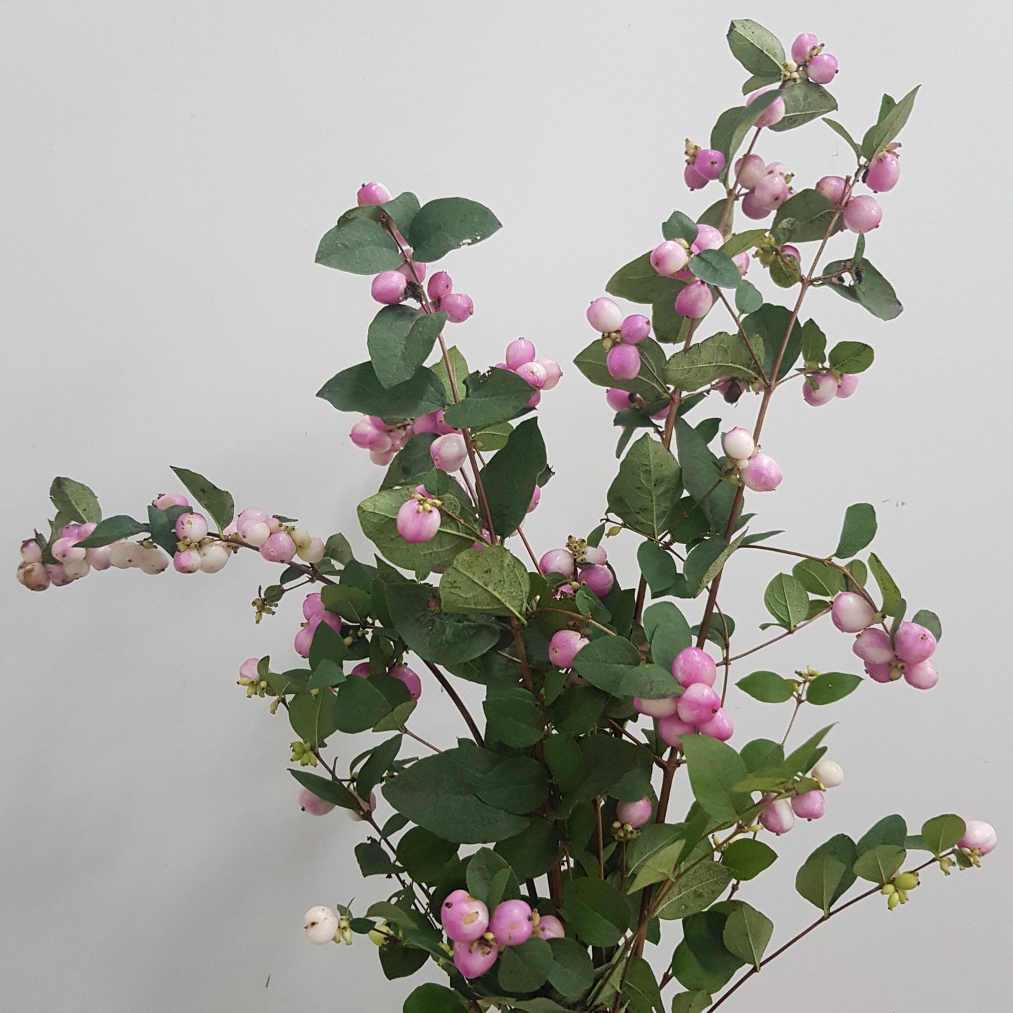 Symphoricarpos - Light Pink (5 Stems)