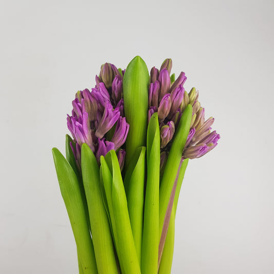 Hyacinthus - Purple