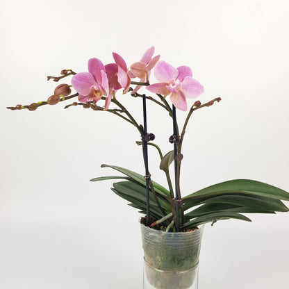 Phalaenopsis Double Stem (Imported)