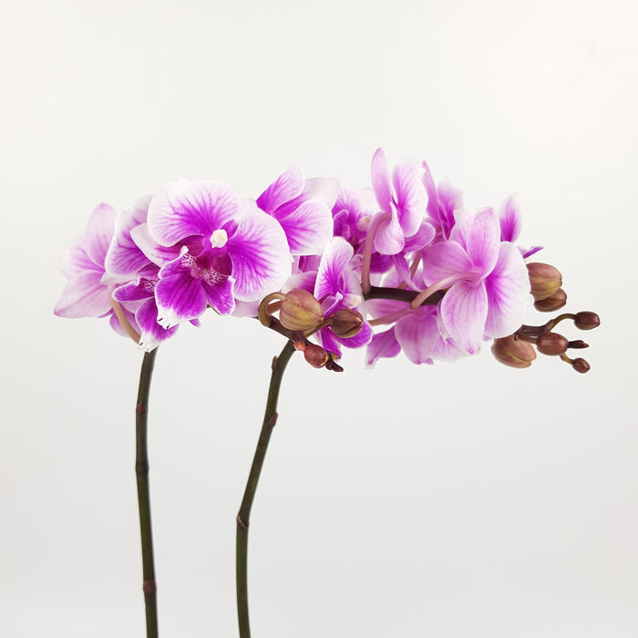 Phalaenopsis Mini Double Stem (Imported)