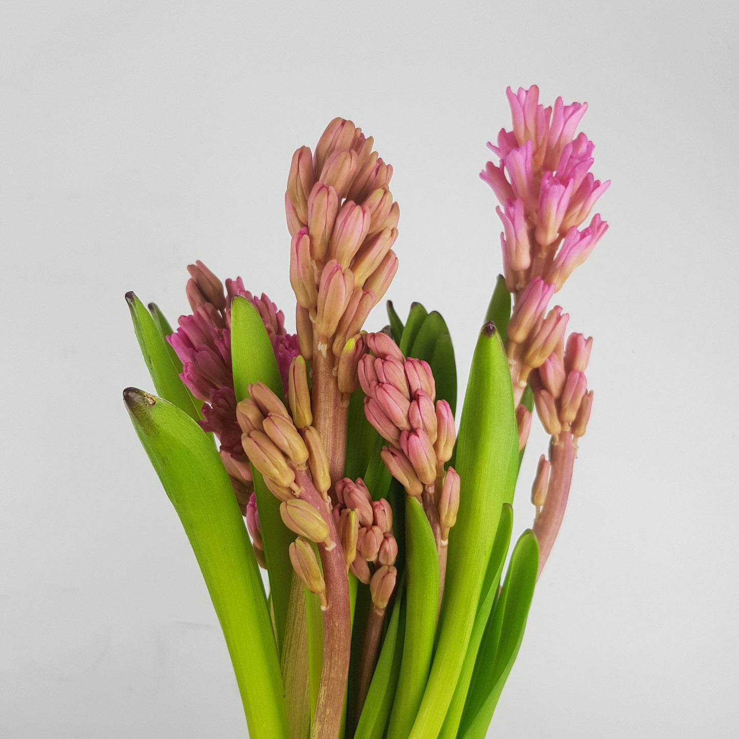 Hyacinthus - Pink