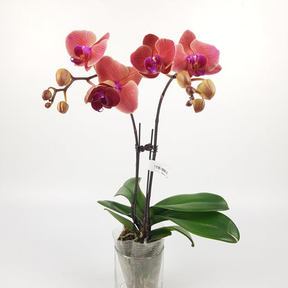 Phalaenopsis Double Stem (Imported)