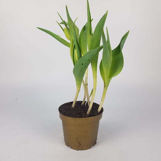 Tulipa Single 12cm