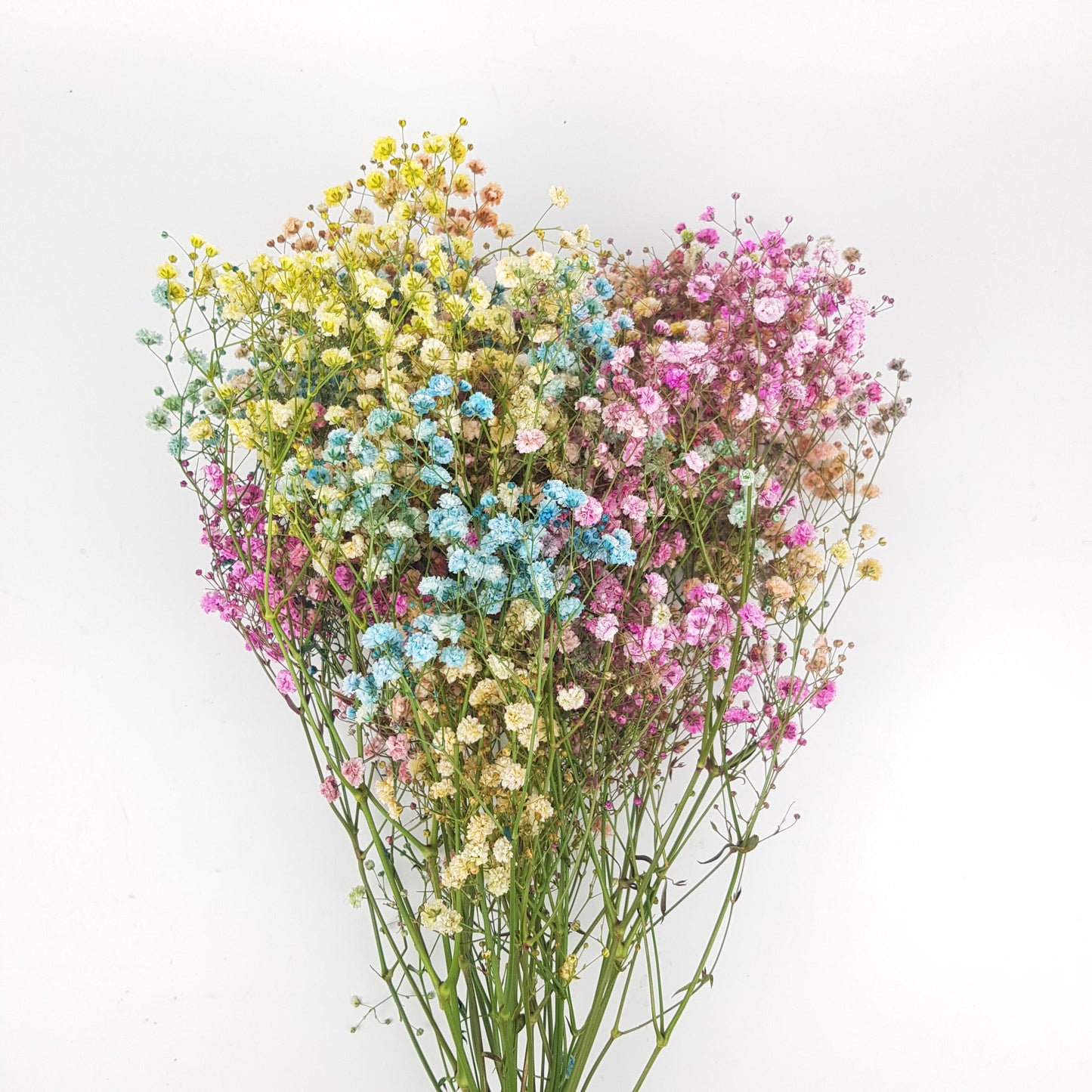 Gypsophila Baby's Breath - Rainbow [10 Stems]