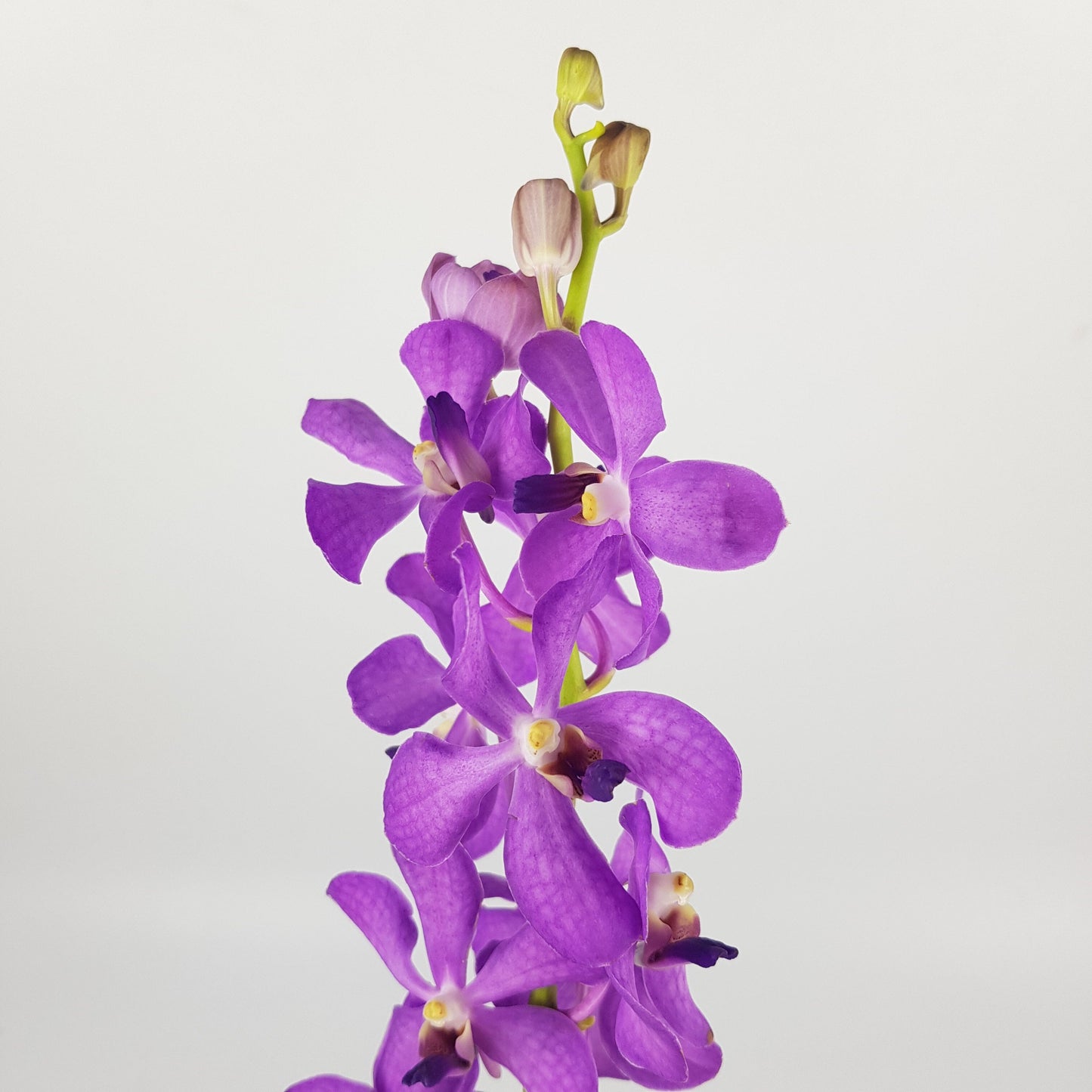 Orchid - Purple (5 Stems) L