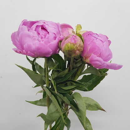 Peony Elly - Pink (5 Stems)