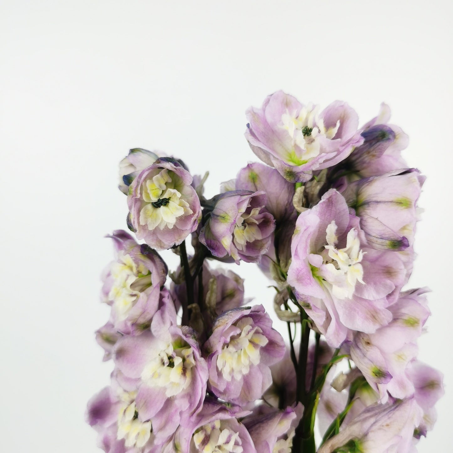 Delphinium Flamingo - Light Purple (2 Stems)