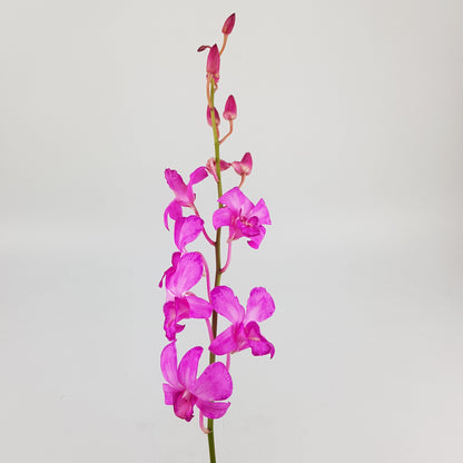 Orchid - Bright Pink (5 Stems)